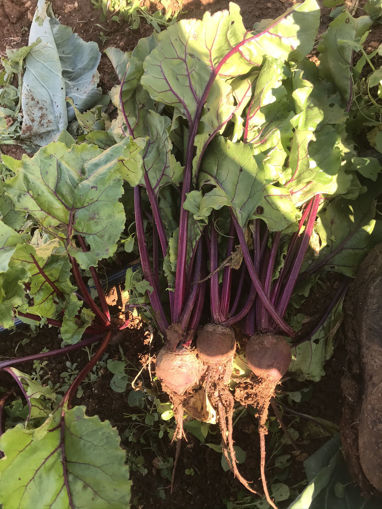 Picture of Beetroot - By Piece