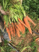 Picture of Carrots