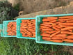 Picture of Carrots