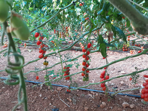 Picture of Cherry Tomatoes - Small Pack