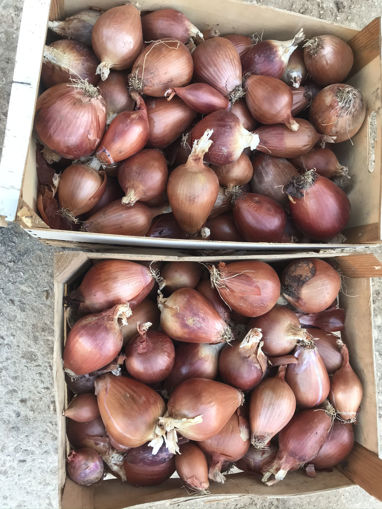 Picture of Onions