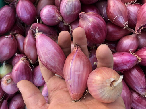 Picture of Onions - Baby