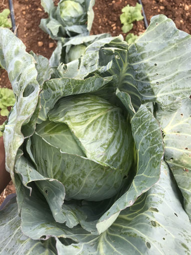 Picture of Cabbage