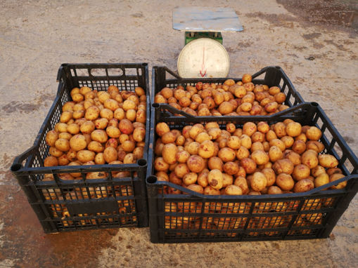 Picture of New Potatoes (Baby Potatoes)