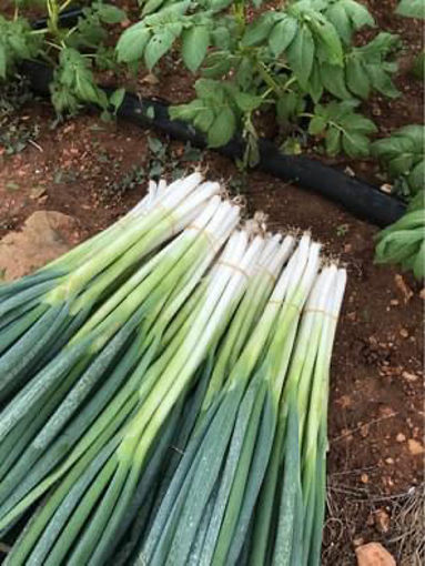 Picture of Spring Onions