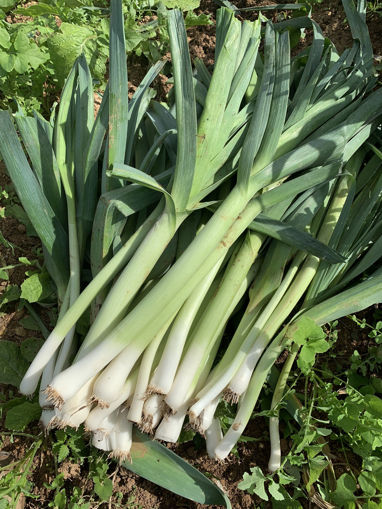 Picture of Leeks - By Piece