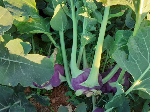 Picture of Kohlrabi