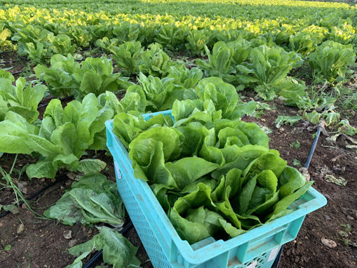 Picture of Lettuce - Romaine