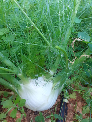 Picture of Fennel Bulbs