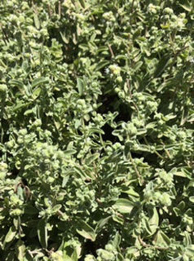 Picture of Marjoram