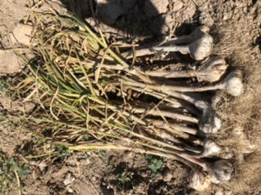 Picture of Garlic  Heads