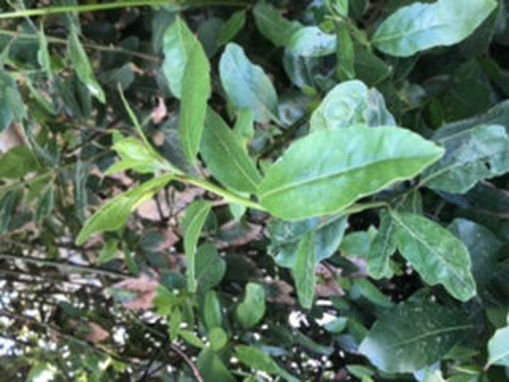 Picture of Bay Leaves - Punnett