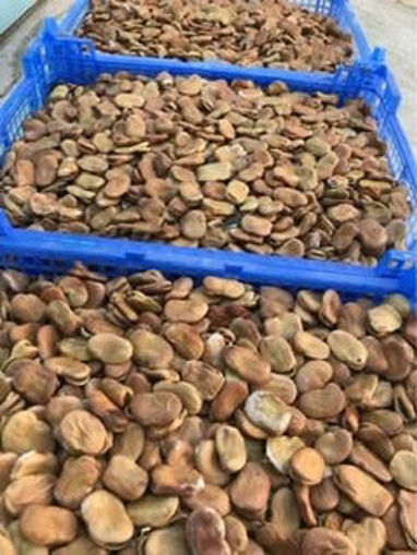 Picture of Broad Beans - Dried