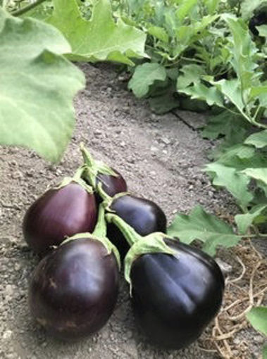 Picture of Eggplant