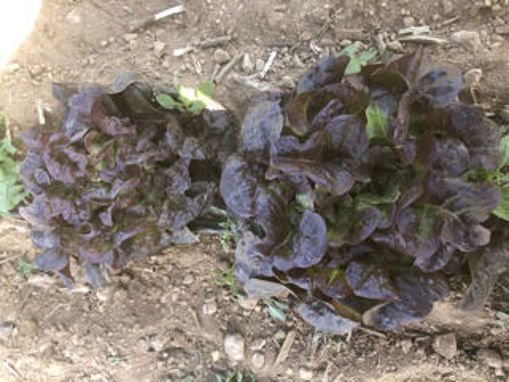 Picture of Lettuce - Oak Leaf