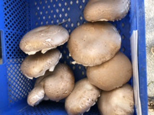 Picture of Mushrooms - Portobello