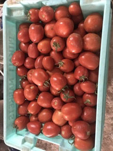 Picture of Tomatoes - Plum