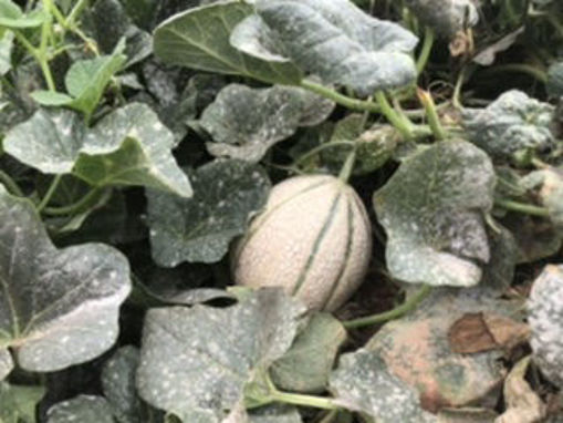 Picture of Melon - Canteloupe