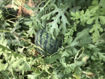 Picture of Watermelon Quarter (1.5-2Kgs)