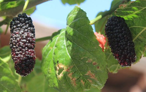 Picture of Mulberries - Black