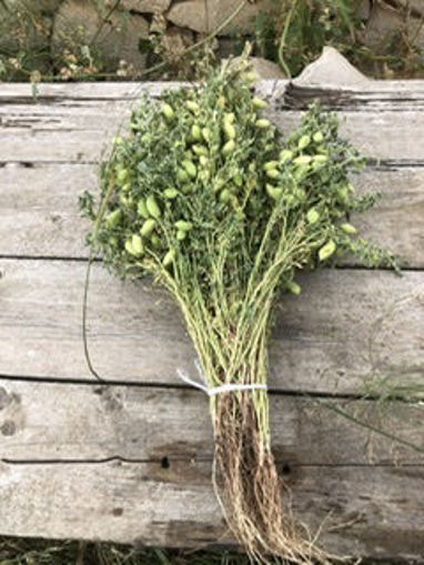 Picture of Chickpeas