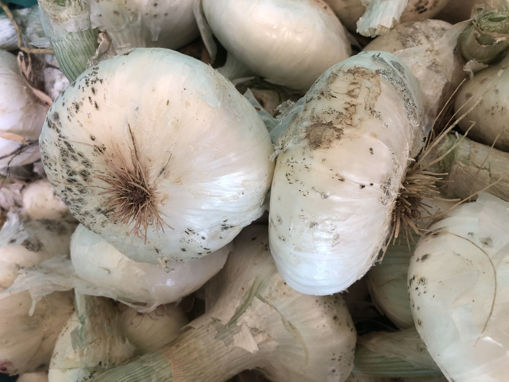 Picture of Onions - White