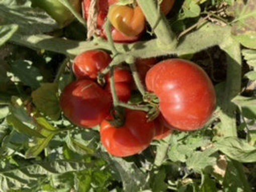 Picture of Tomatoes - Beefsteak