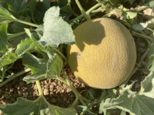 Picture of Melon - Galia (1-1.5Kgs)