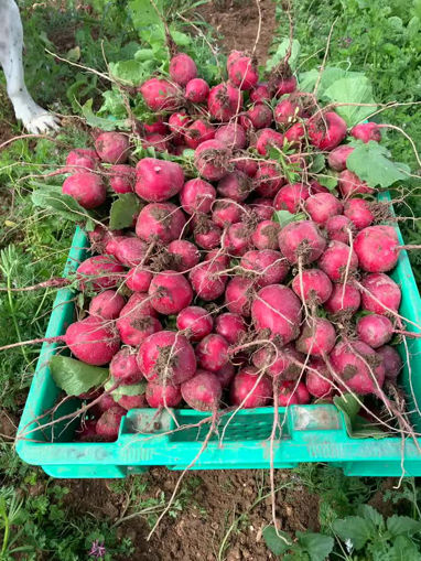 Picture of Radish - Red