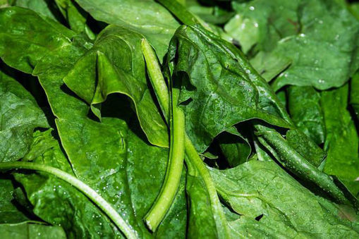 Picture of Spinach