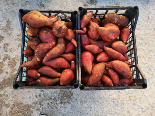 Picture of Sweet Potatoes