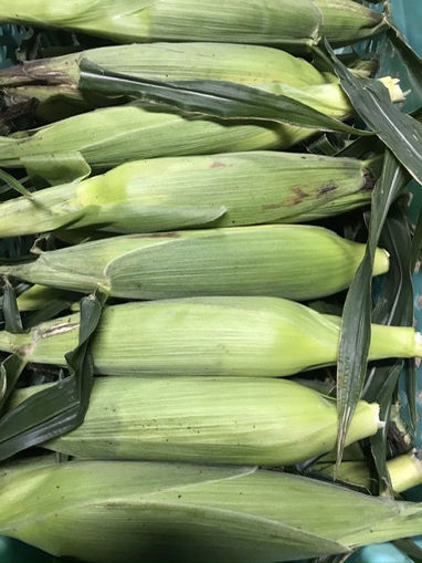 Picture of Sweet Corn