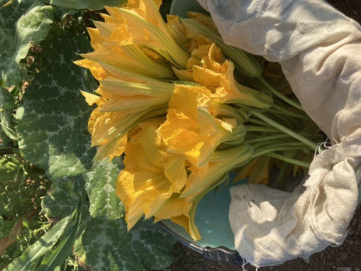 Picture of Zucchini Flowers