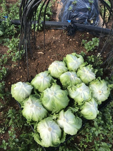 Picture of Lettuce - Iceberg