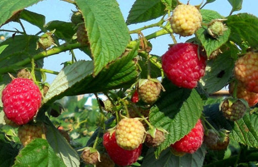 Picture of Raspberries