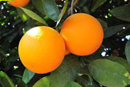 Picture of Oranges - Bahia