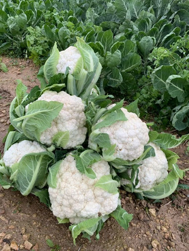 Picture of Cauliflower