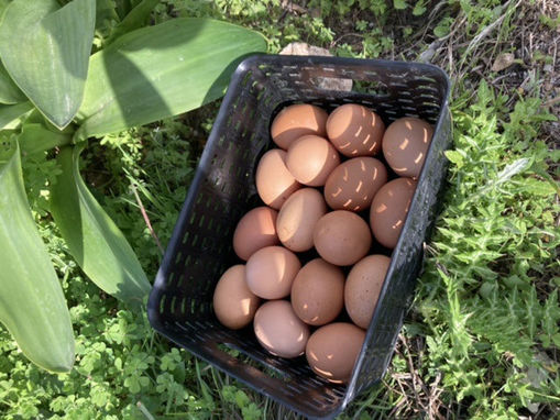 Picture of Chicken Eggs - Free Range (Large)