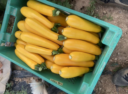 Picture of Courgettes - Yellow