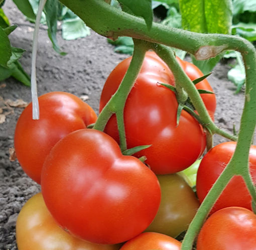 Picture of Tomatoes - Round