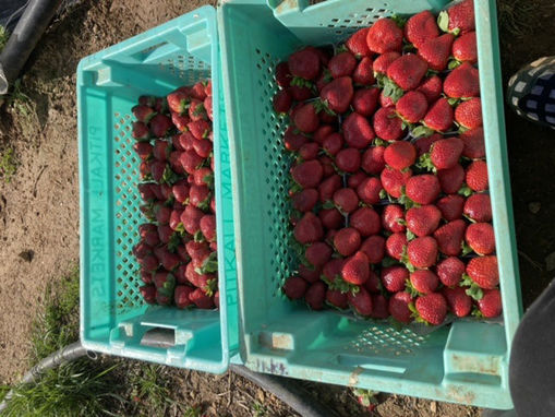 Picture of Strawberries - Small Pot