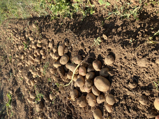 Picture of Potatoes - New Harvest