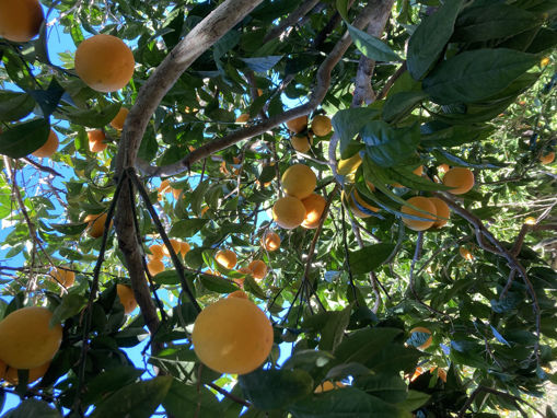 Picture of Oranges - Sweet (Lumi Larinġ)