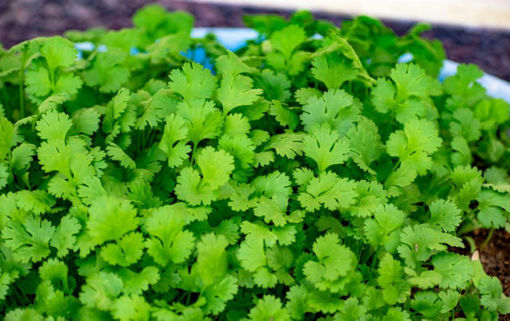 Picture of Coriander - Punnett