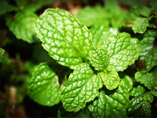 Picture of Mint - Punnett