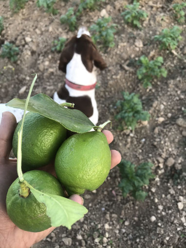 Picture of Lemons - Pack of 1 Kilo