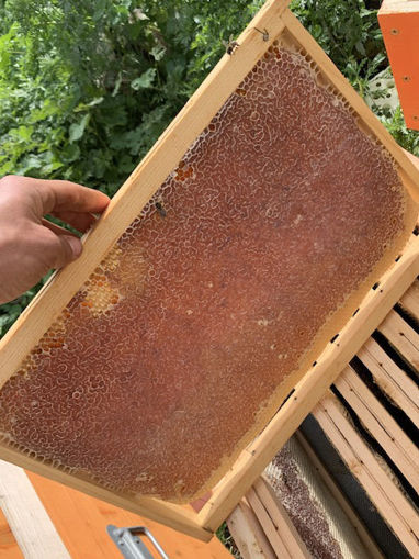 Picture of Natural Honey Comb - Eucalyptus