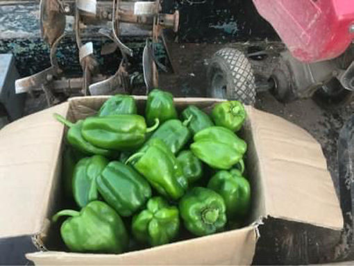 Picture of Pepper - Green (1 Kilo Pack)