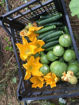 Picture of Mixed Vegetable Box – Fresh, Seasonal & Customizable