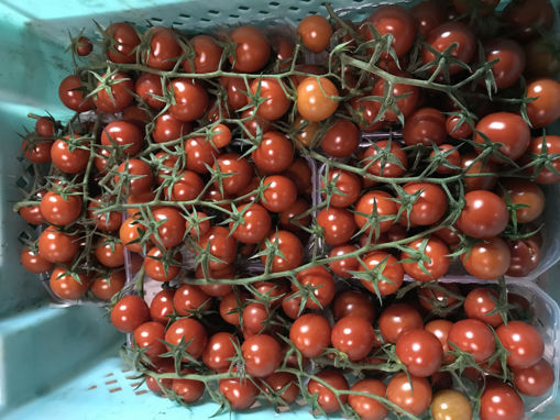 Picture of Cherry Tomatoes (Round) - 1 Kilo Pack